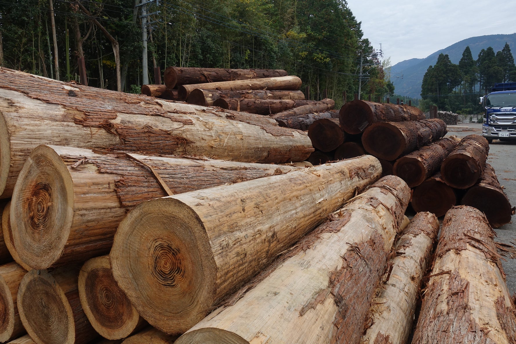 家具に使われる樹種と特徴