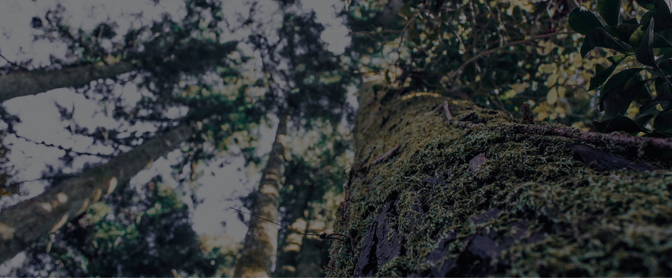 展示会のご案内　～JAPAN SHOP 2025～